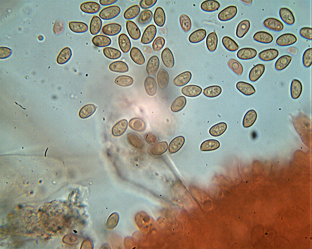 Inocybe??? dal giardino di Paolofon